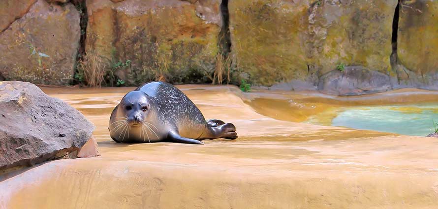 Tiere in Berlin - Zoo